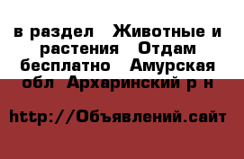  в раздел : Животные и растения » Отдам бесплатно . Амурская обл.,Архаринский р-н